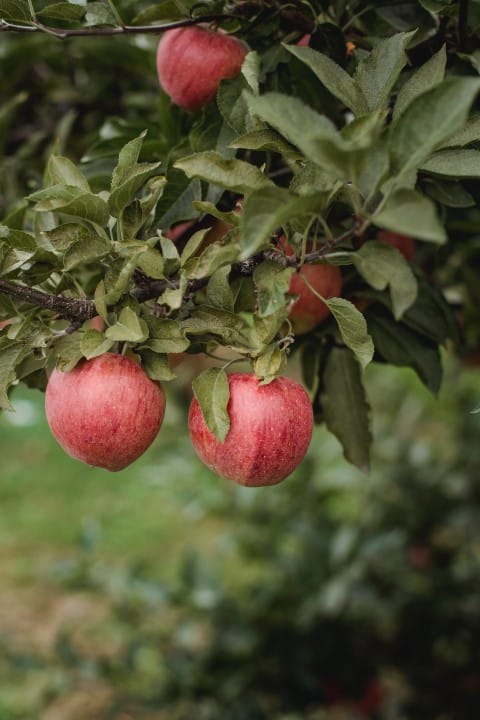 Picture of an apple orchard