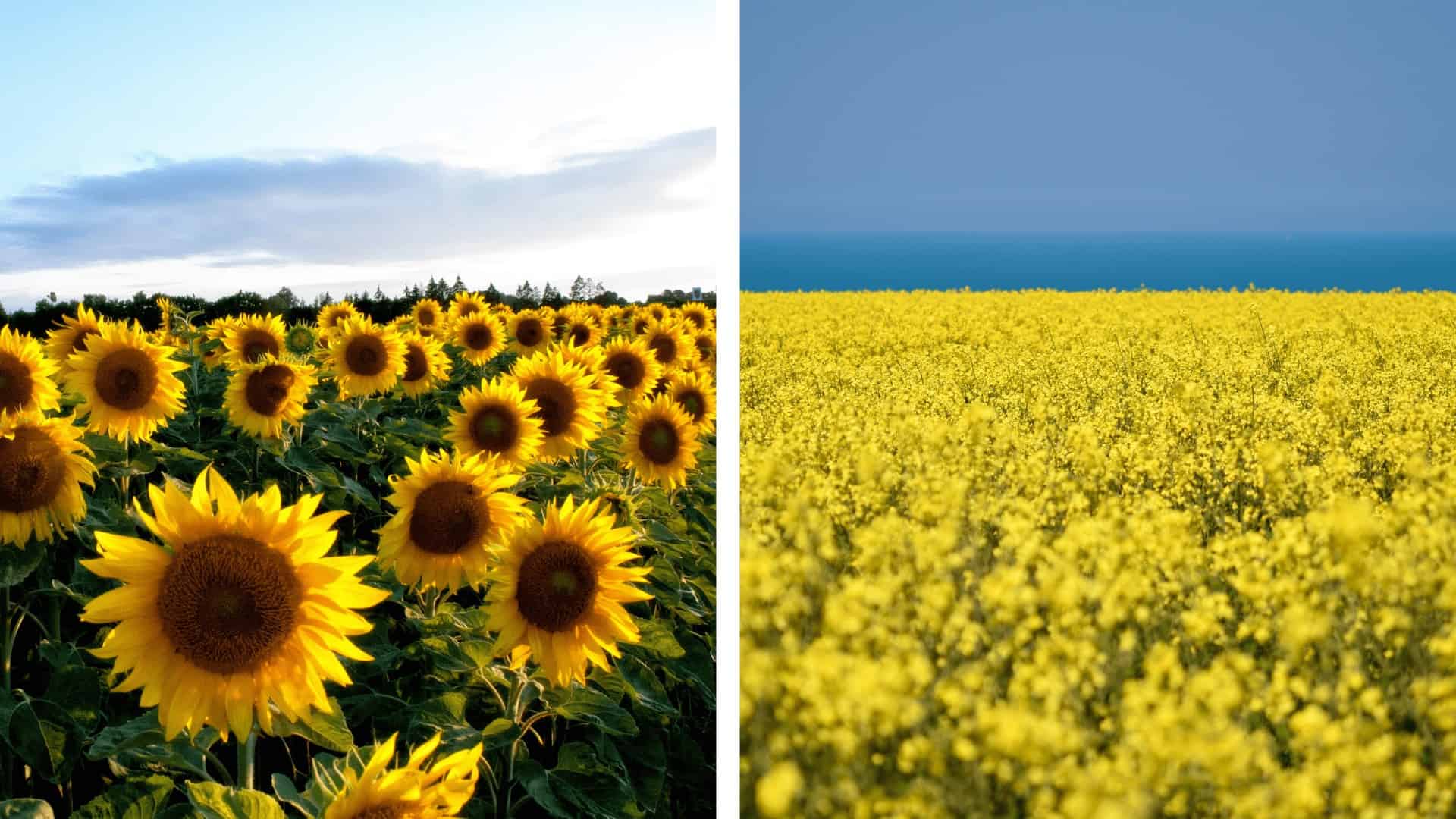 New Smart Chips for Brassicaceae and Sunflower: Development of the ...